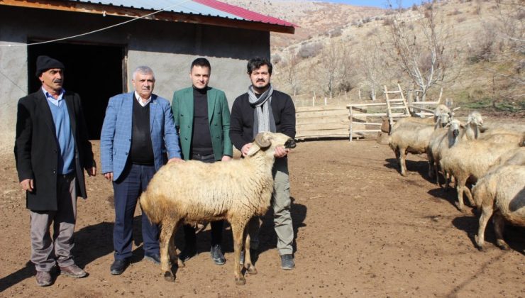 Afşin’de ”Akkaraman Koyun Irkının Halk Elinde Islahı Projesi”