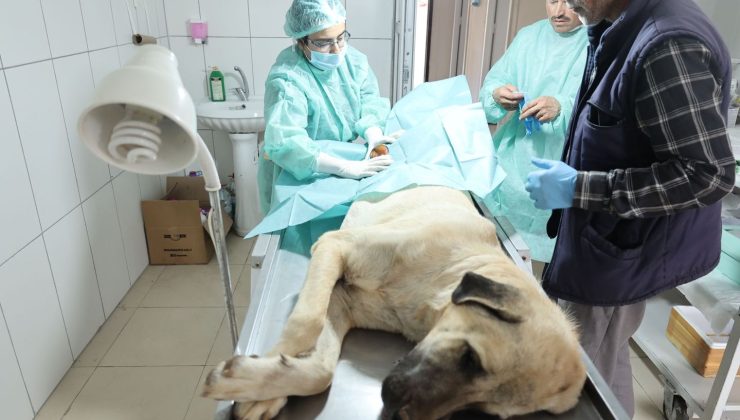 Elbistan’da, sokak hayvanlarında kısırlaştırma ve aşılama devam ediyor