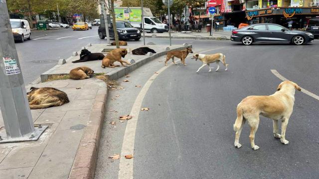 Belediyelere Sahipsiz Köpek Başına 71 Bin 965 Lira Ceza Uygulanacak