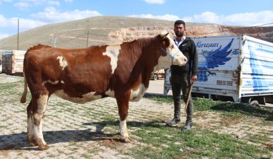 Afşin’de Kurbanlık Satışları Devam Ediyor
