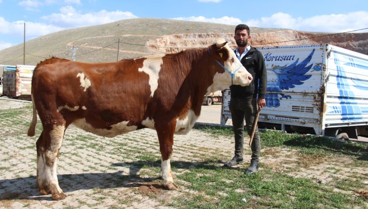 Afşin’de Kurbanlık Satışları Devam Ediyor