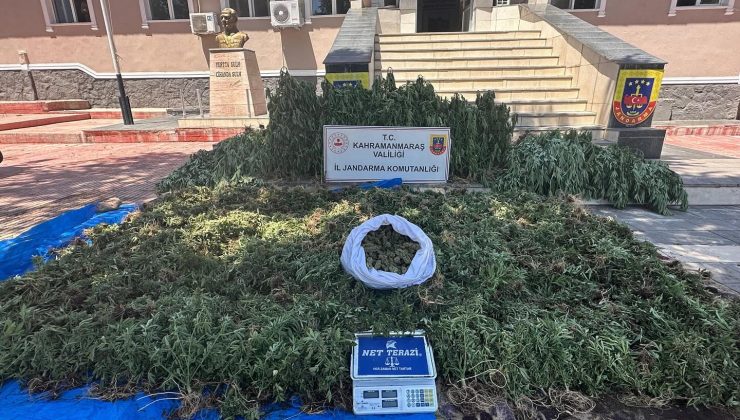 Yasadışı Kenevir Ekimi Operasyonunda 4 Kişi Tutuklandı