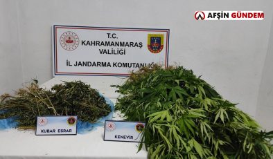 Afşin’de Zehir Operasyonu, 113 Kök Kenevir ve Kubar Esrar Ele Geçti