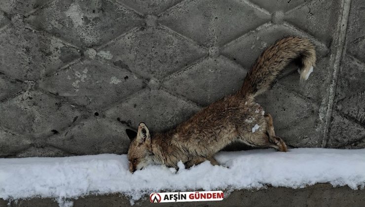 Marabuz Mahallesi’nde , Tilki Soğuktan Dondu