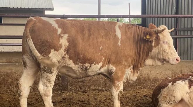 KILINÇ ET VE KURBAN ÇİFTLİĞİ’NDEN TAM HİZMET