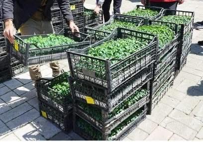 Afşin’de 30 Bin Maraş Biberi Fidesi Dağıtılacak